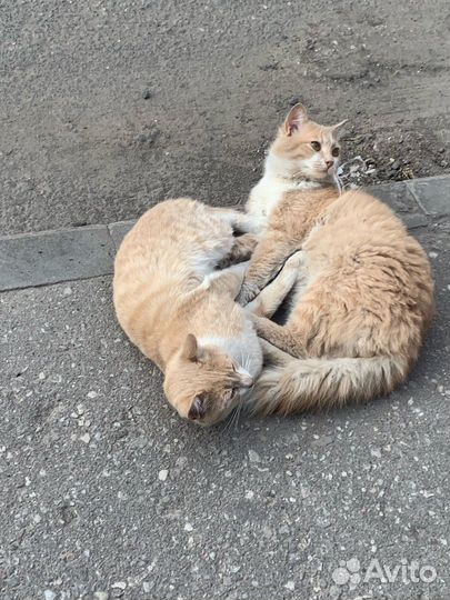 Молодые котики - братики ищут дом