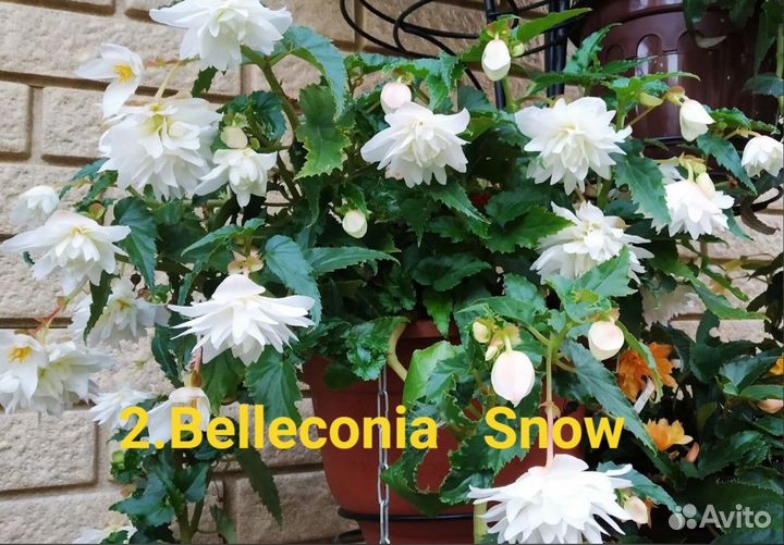 Бегонии Belleconia, ампельные