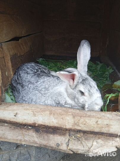 Кролики породы французский баран, фландр
