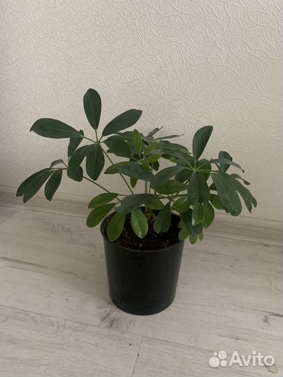 Шефлера молодая