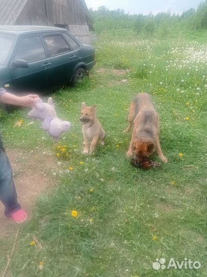 Собака в добрые руки отдам бесплатно