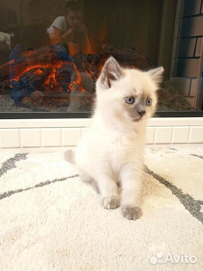 Кошечка в добрые руки