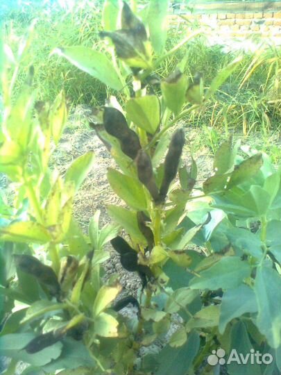 Семенные чёрные бобы и жёлтый горох