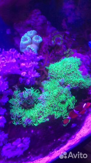 Коралл бриареум ультра грин (обмен-продажа)