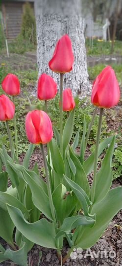 Луковицы тюльпанов