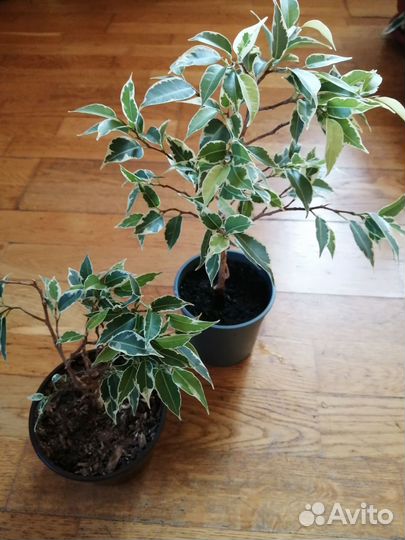 Фикус Бенджамина мелколистный