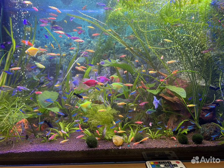 Ноены синие,данио гло