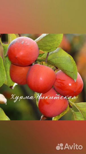 Саженцы хурмы зкс