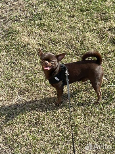 Кобель на вязку чихуахуа