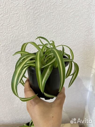 Хлорофитум кудрявый