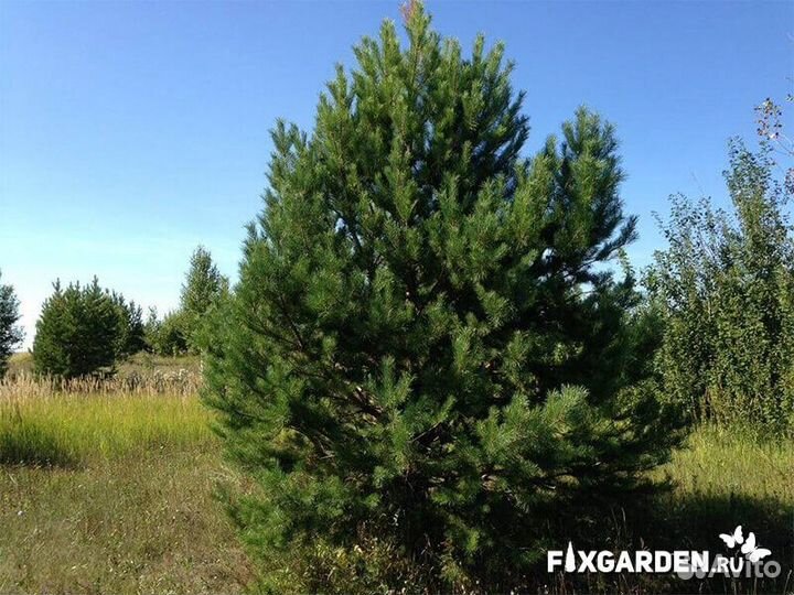 Сосна обыкновенная Высота от 100см