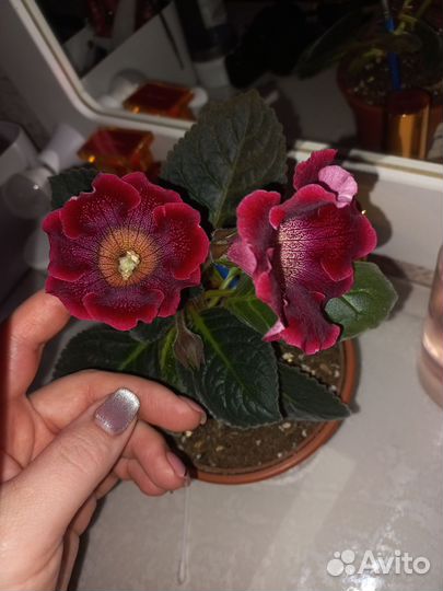 Глоксиния цветущая