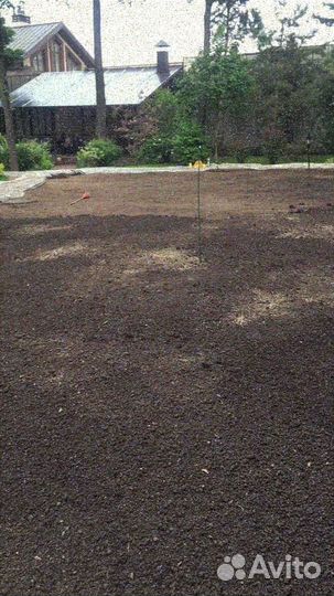 Продажа рулонного газона эконом