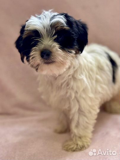 Щенки бивер йорка