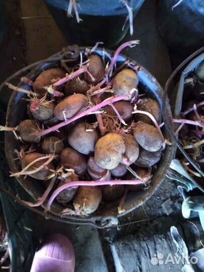 Семенной картофель