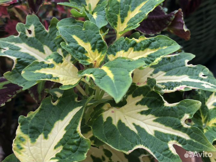 Набор вегетативных растений для сада и балкона