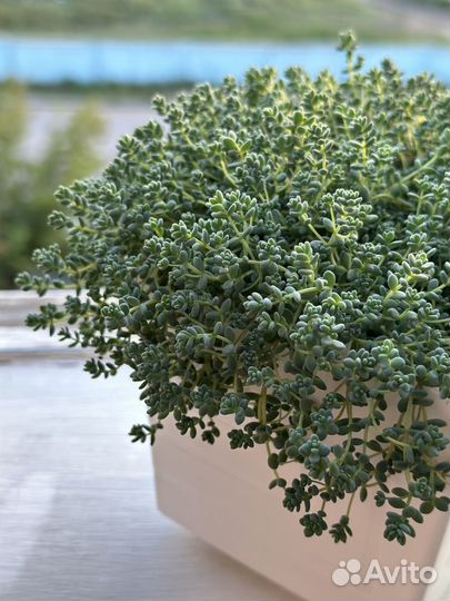 Седум комнатный дацифилум