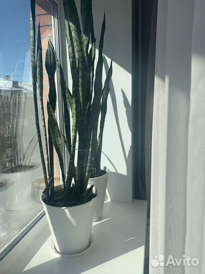 Сансевиерия