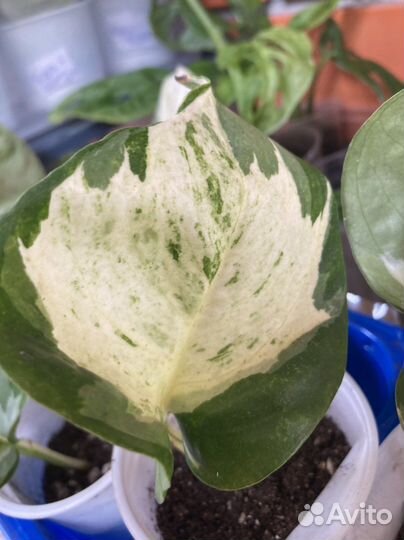 Эпипремнум Manjula/Heppy Leaf