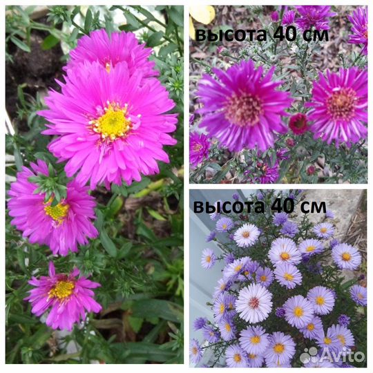 Астра кустарниковая Октябринка, многолетник