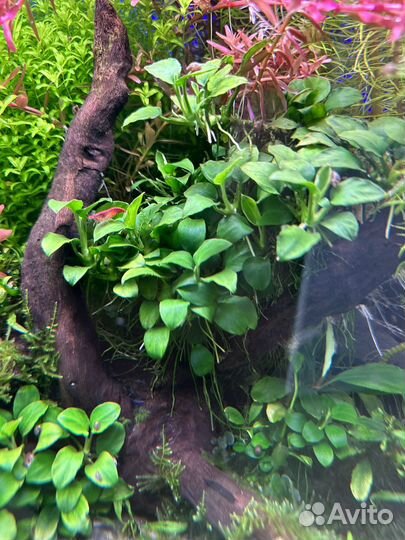 Аквариумные растения