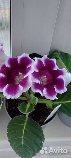 Глоксиния цветущая