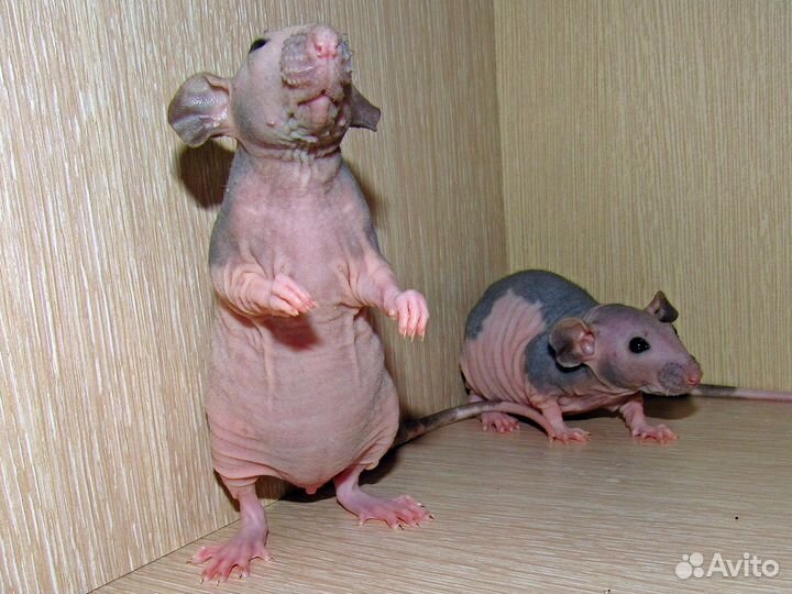 Крысы сфинксы