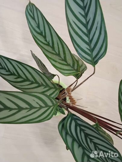 Комнатные цветы продам