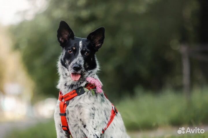 Собака молодая