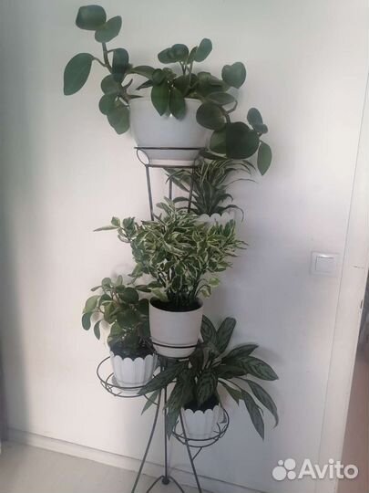 Комнатные растения