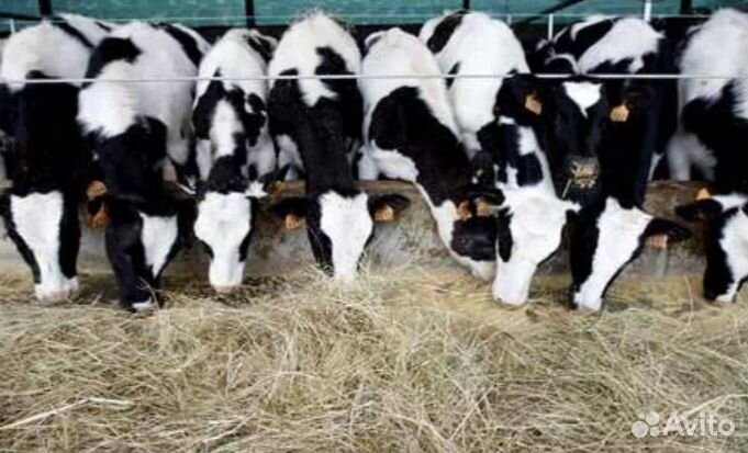 Телята бычки