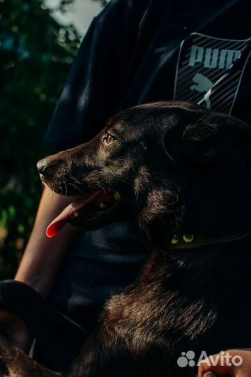 Собака Муха