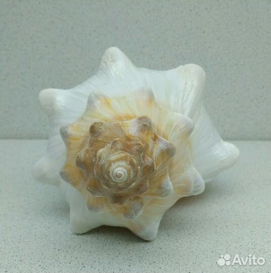 Плеуроплока 19,9 морская ракушка раковина