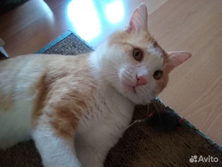 Эмильен рыжий кот бесплатно
