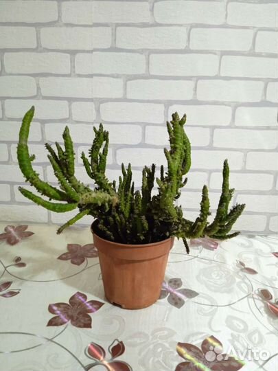 Комнатные цветы