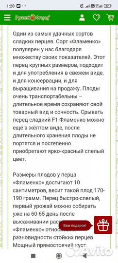 Перец болгарский рассада