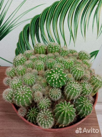 Кактусы и суккуленты