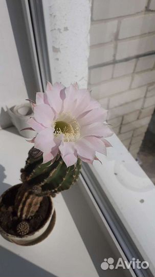 Кактус цветущий