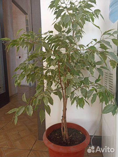 Фикус бенджамина большой