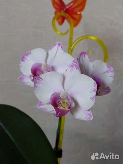 Орхидея Утопия