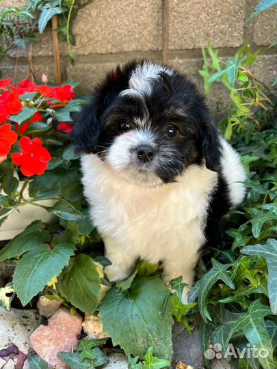 Щенки мальтипу