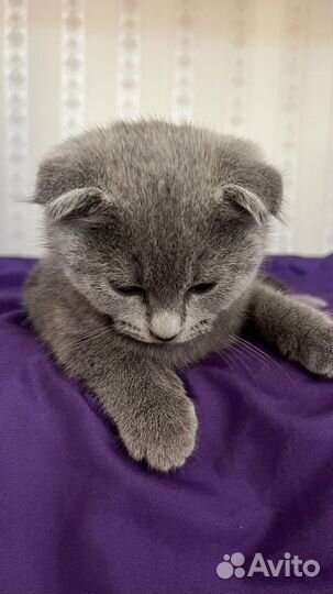 Британские котята