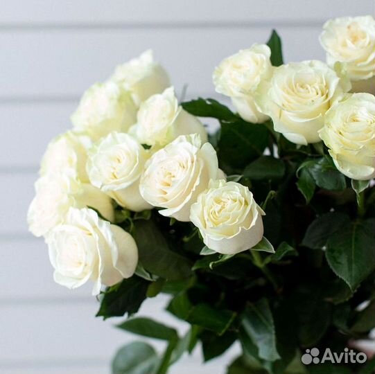 Розы гиганты 140 150 160 170 180 200