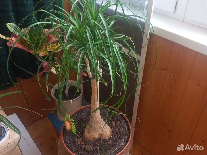 Бокарнея нолина