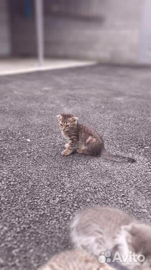 Шотландские котята