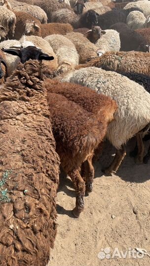 Овцы бараны ягнята
