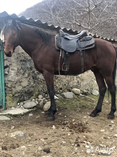 Продажа лошадей