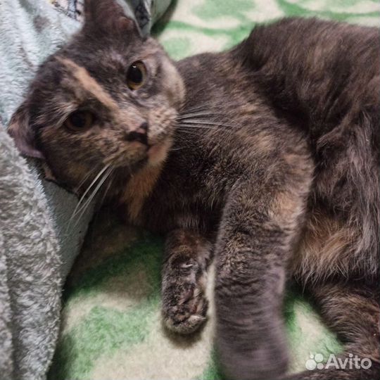 Кошка в дар бесплатно