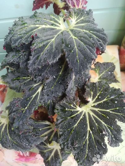 Бегония Palomar Prince и зеркальная