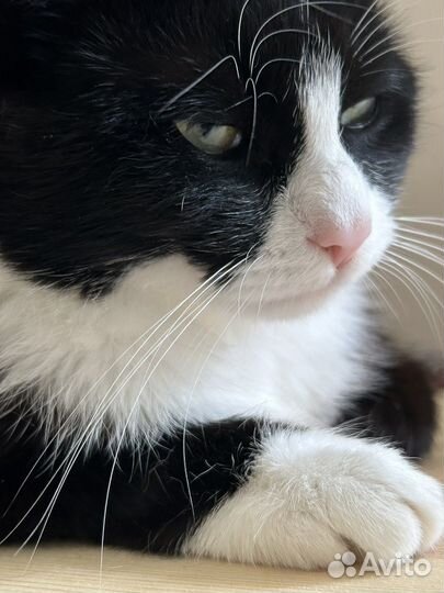 Котик, 1 год